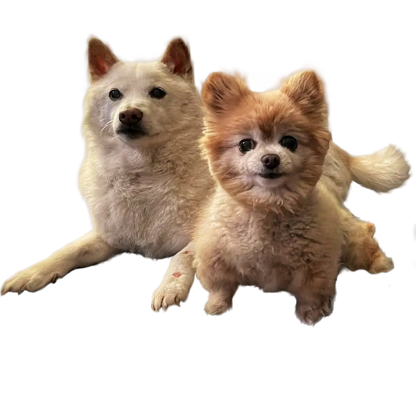 Picture of the author